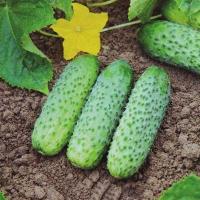 Огурец Миамара F1 100шт 