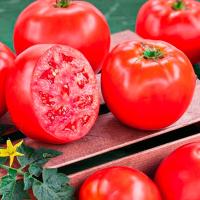 Томат Президент 2 F1 100 шт