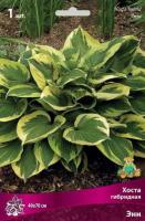 Хоста гибридная Энн (I) 1 шт 