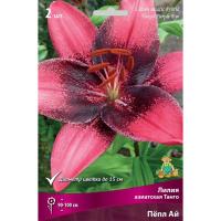 Лилия Азиатская Танго Пёпл Ай (14/16) 2 шт