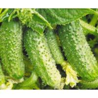Огурец Атлантис F1 250шт
