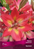 Лилия Азиатская Арсенал (14/16) 2шт