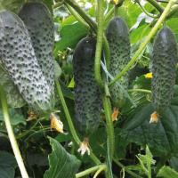 Огурец Сигурд F1 500 шт