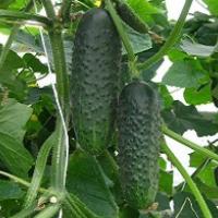 Огурец Мареса F1 250 шт