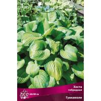 Хоста гибридная Гуакамоле (I) 1 шт 