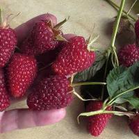 Малина Самохвал