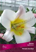 Лилия Трубчатая Ригейл Альбум 