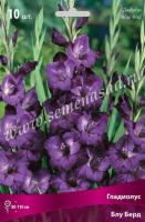 Гладиолус Крупноцветковые Блу Берд (10/12) 10 шт 777427