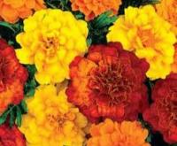 Бархатцы Диско отклоненные, смесь сортов 7шт 