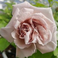 Саженцы Роза плетистая Эш Венсдей