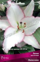 Лилия Восточная Милессимо (14/16) 2 шт 