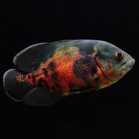 Рыба Пиранья