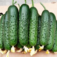 Огурец Спино F1 500 шт