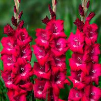 Гладиолус Бизе  (10/12) 10 шт 835585