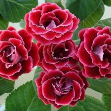 Аэлита Комн. Глоксиния Брокада смесь сортов 5шт 