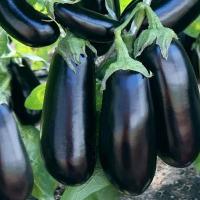 Баклажан Эпик F1 20*10шт