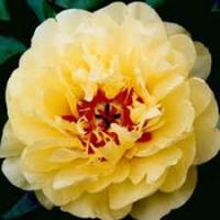 Пион ИТО-гибрид Йеллоу Уотерлили (1шт 2-3) 828535