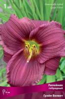 Лилейник гибридный Грэйп Велвет (I) 1 шт