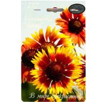 Гайлардия Забава 20*0,3 