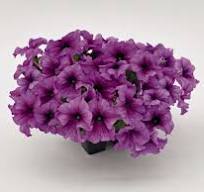 Петуния крупноцв. драже SUCCESS 360° Purple Vein F1 15шт.