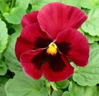 Виола Швейцарские гиганты альпенглоу 20шт 