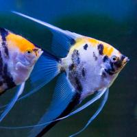 Скалярия микс L