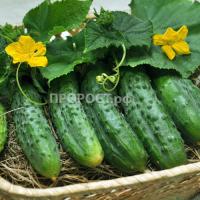 Огурец Кречет F1 1г