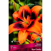 Лилия Азиатская Изи Самба (14/16) 2 шт