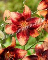 Лилия Азиатская Чоклат Ивент (14/16) 2 шт 