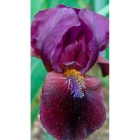 Ирис карликовый Демон (I)