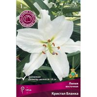 Лилия Восточная Кристал Бланка (16/18) 1 шт 821195