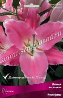 Лилия Восточная Капитан Триколор