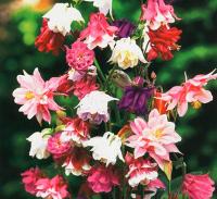 Аквилегия смесь окрасок 0,1г