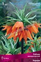 Рябчик Императорский Аврора