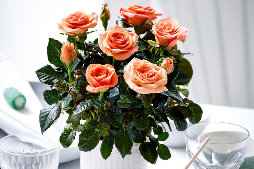 комнатные розы