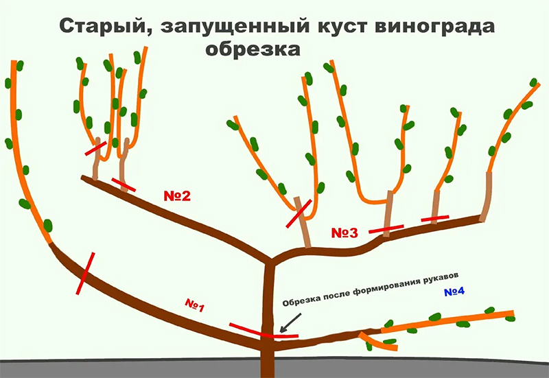 обрезка винограда осенью обрезка винограда осенью