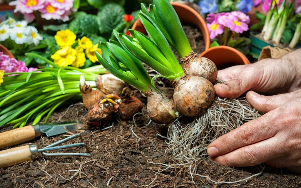 Клубнелуковичные.jpg Клубнелуковичные.jpg