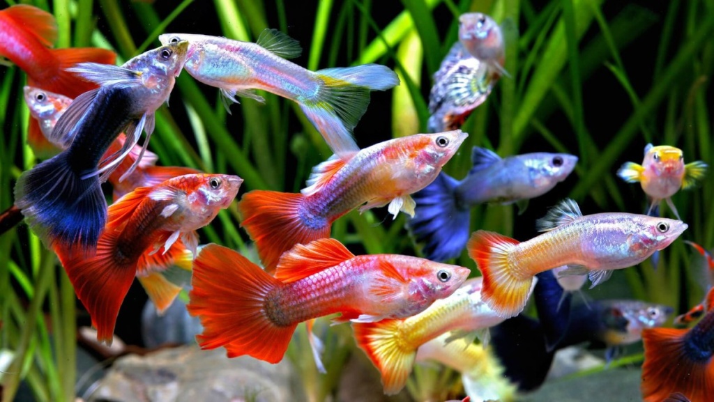 аквариумные рыбки гуппи.jpg аквариумные рыбки гуппи.jpg