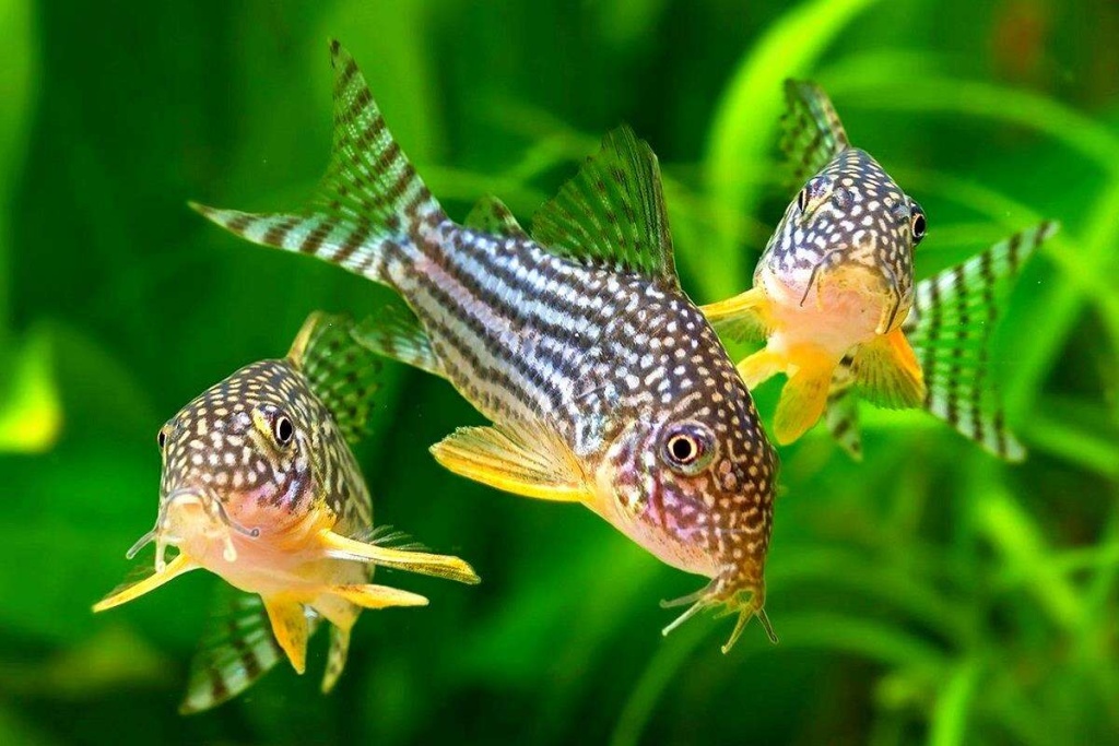 Сом коридорас.jpg Сом коридорас.jpg