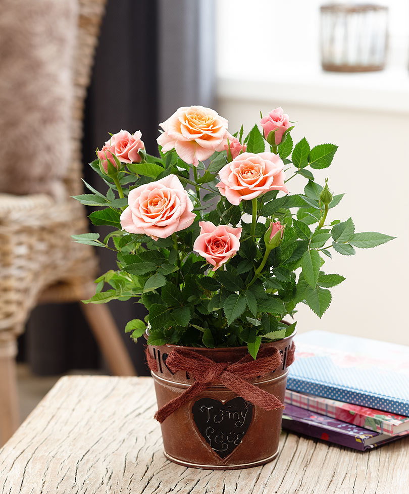 комнатная роза