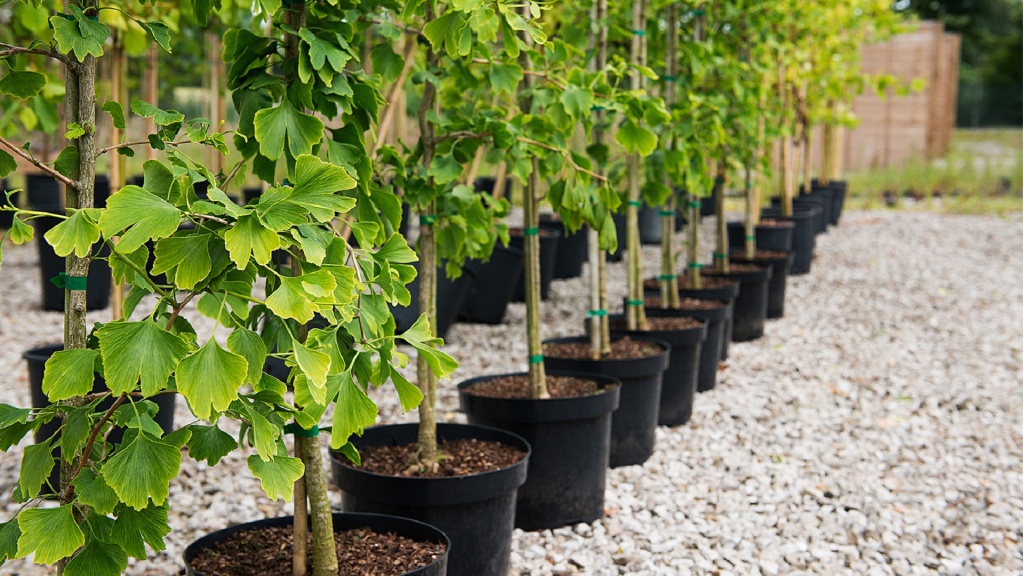 посадка саженцев