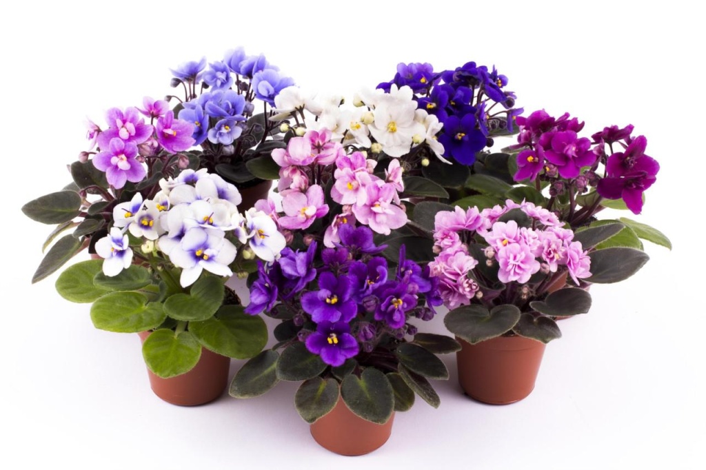 комнатные цветы зимой комнатные цветы зимой