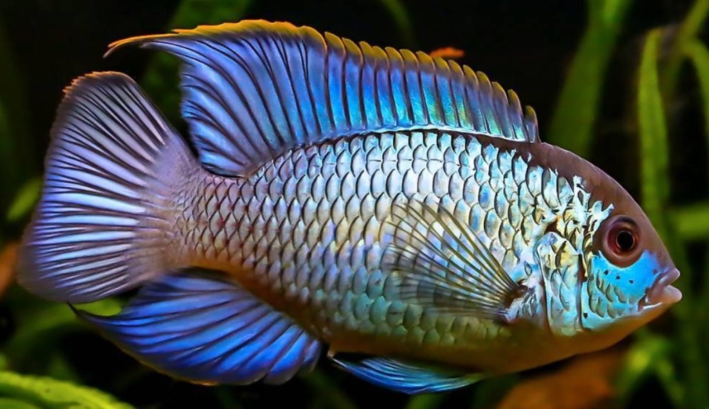 нанокара неоновая.jpg нанокара неоновая.jpg