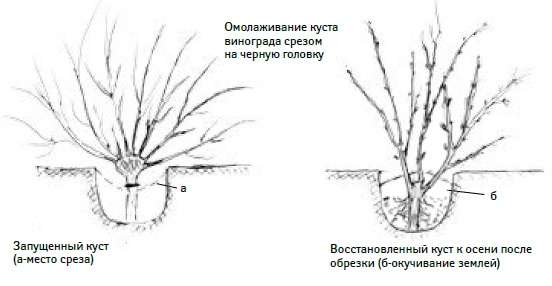 омолаживание винограда омолаживание винограда