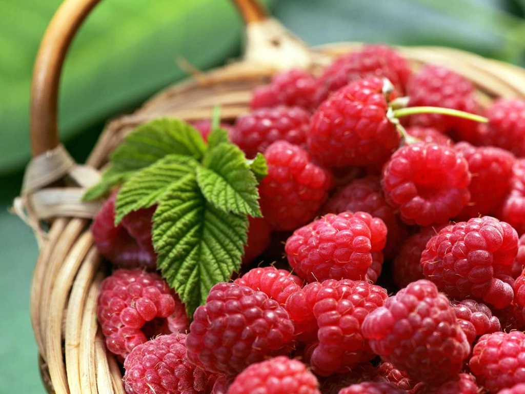 ягодные культуры в августе