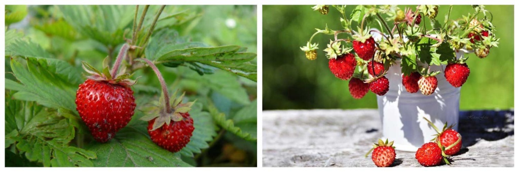 земляника).jpg