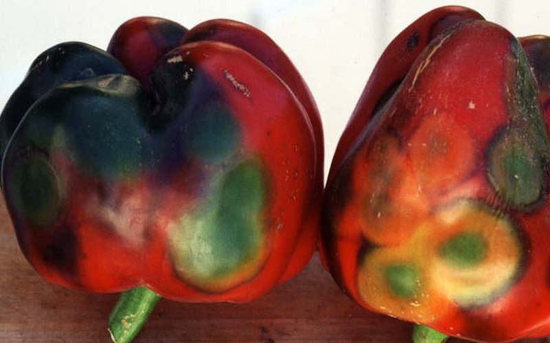 болезни сладкого перца