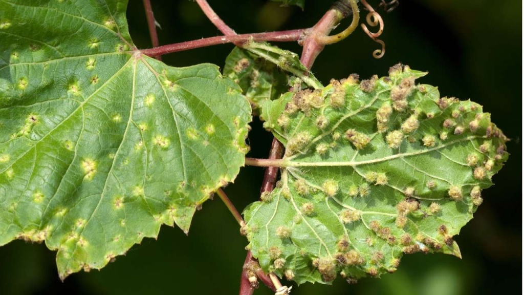 болезни винограда