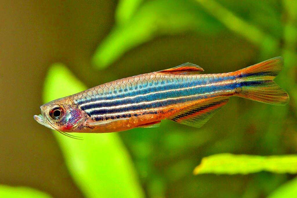 аквариумные рыбки данио.jpg аквариумные рыбки данио.jpg