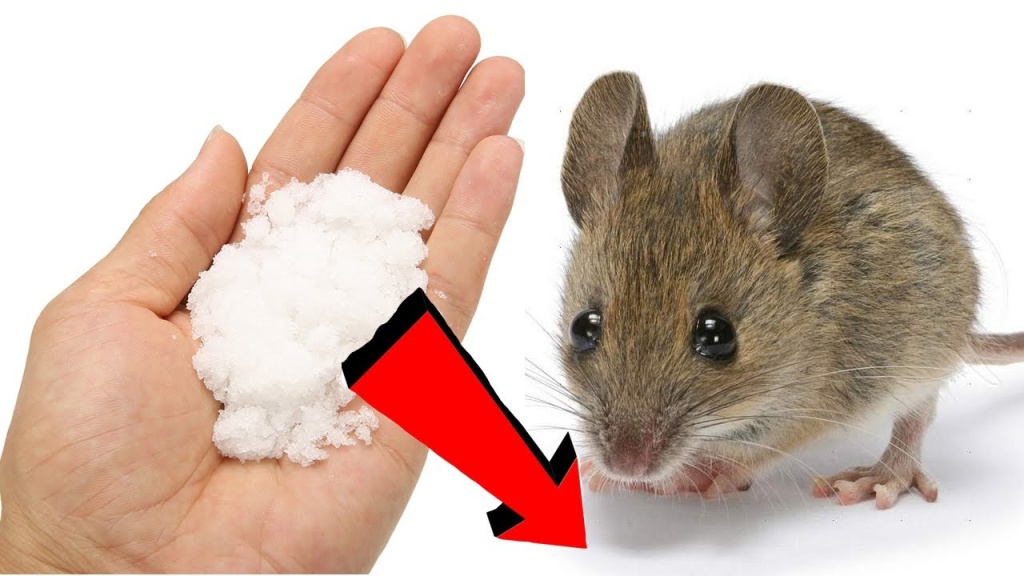 новинки препаратов от вредителей новинки препаратов от вредителей